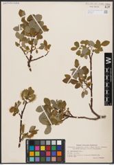 Salix barclayi Andersson